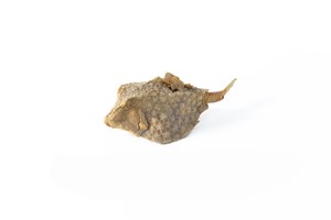 Image description is not available for 2011.77.1